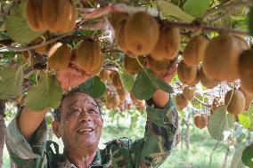 Kiwifruit Harvest in Pingdingshan