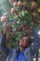 Kiwifruit Harvest in Pingdingshan