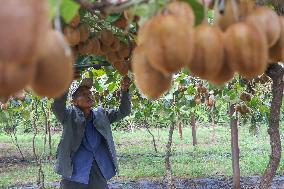 Kiwifruit Harvest in Pingdingshan