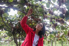 Kiwifruit Harvest in Pingdingshan