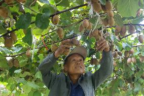 Kiwifruit Harvest in Pingdingshan