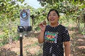Kiwifruit Harvest in Pingdingshan