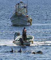 Dolphin hunt begins in western Japan town