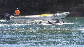 Dolphin hunt begins in western Japan town