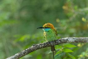 Wildlife And Landscapes - Sri Lanka