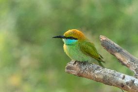 Wildlife And Landscapes - Sri Lanka