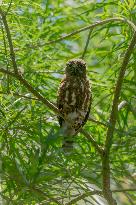 Wildlife And Landscapes - Sri Lanka