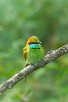 Wildlife And Landscapes - Sri Lanka