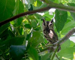 Wildlife And Landscapes - Sri Lanka