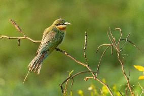 Wildlife And Landscapes - Sri Lanka