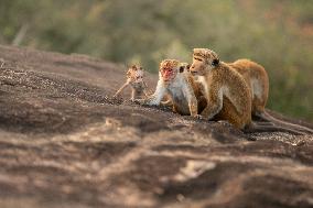 Wildlife And Landscapes - Sri Lanka
