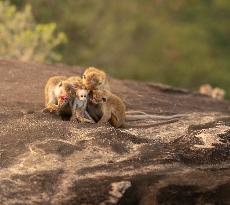 Wildlife And Landscapes - Sri Lanka