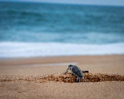 Wildlife And Landscapes - Sri Lanka