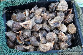 The First Batch of Seafood