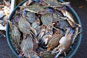 The First Batch of Seafood