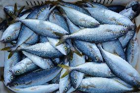 The First Batch of Seafood