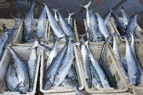 The First Batch of Seafood