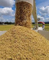 Rice harvest in Japan