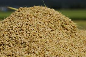 Rice harvest in Japan