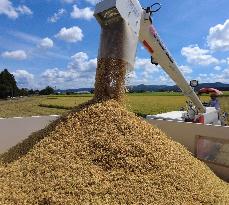 Rice harvest in Japan