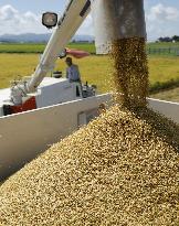 Rice harvest in Japan