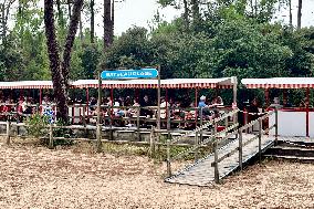 Illustration - Oleron Island