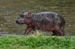 The Newborn Hippopotamus - Sri Lanka