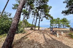 Illustration - Oleron Island