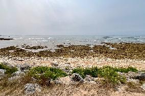 Illustration - Oleron Island