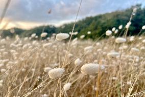Illustration - Oleron Island