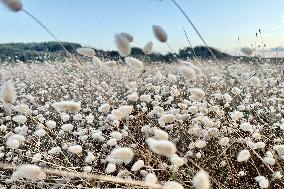 Illustration - Oleron Island