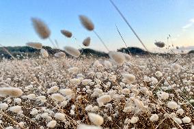 Illustration - Oleron Island