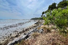 Illustration - Oleron Island