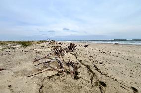 Illustration - Oleron Island