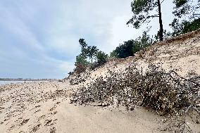 Illustration - Oleron Island