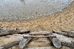 Illustration - Oleron Island