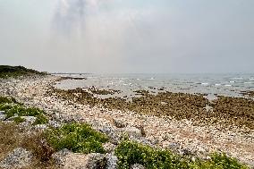 Illustration - Oleron Island