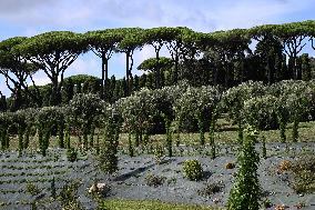 Vatican’s Ecological Project In The Pope’s Gardens in Castel Gandolfo
