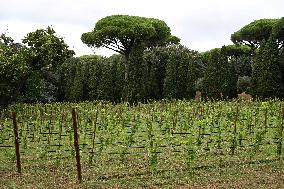 Vatican’s Ecological Project In The Pope’s Gardens in Castel Gandolfo
