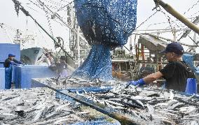 Season's 1st saury catch in Chiba