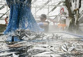 Season's 1st saury catch in Chiba