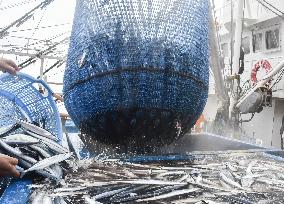 Season's 1st saury catch in Chiba