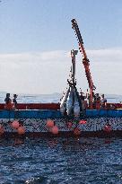 Tuna Fishing in Barbate - Cadiz