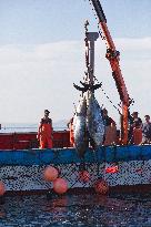 Tuna Fishing in Barbate - Cadiz