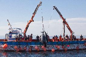 Tuna Fishing in Barbate - Cadiz