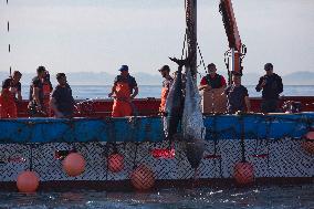 Tuna Fishing in Barbate - Cadiz