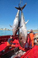 Tuna Fishing in Barbate - Cadiz
