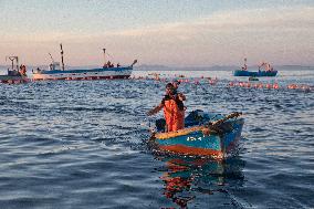 Tuna Fishing in Barbate - Cadiz