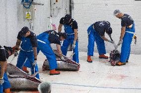 Tuna Fishing in Barbate - Cadiz