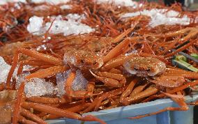 Red snow crab catch in western Japan